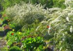 GIARDINIERA PROF. LAUREATA IN AGRARIA