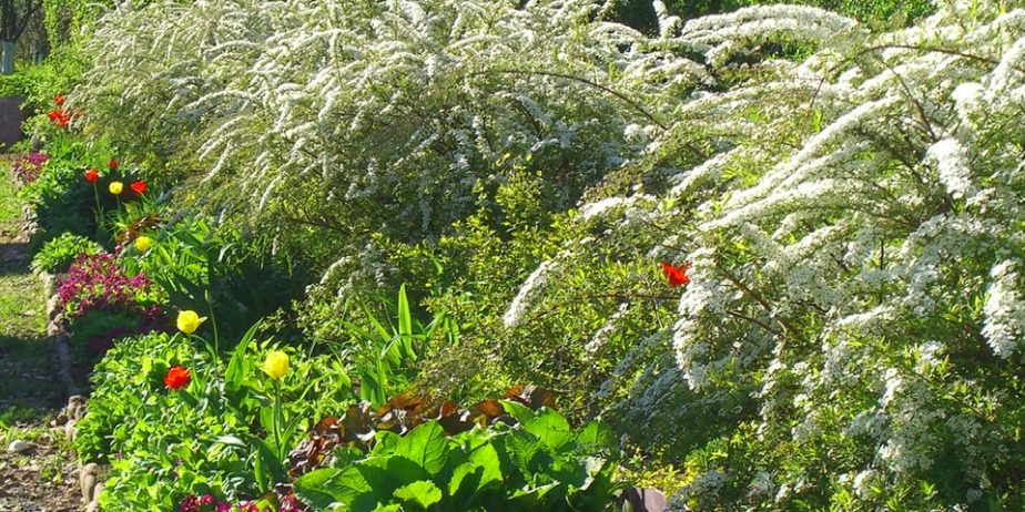 GIARDINIERA PROF. LAUREATA IN AGRARIA