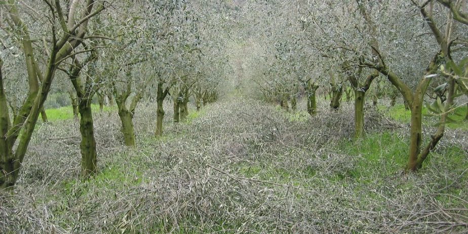 Oliveti in gestione ROMA sud CASTELLI ROMANI