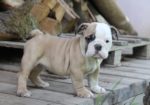 Bulldog inglesi disponibili