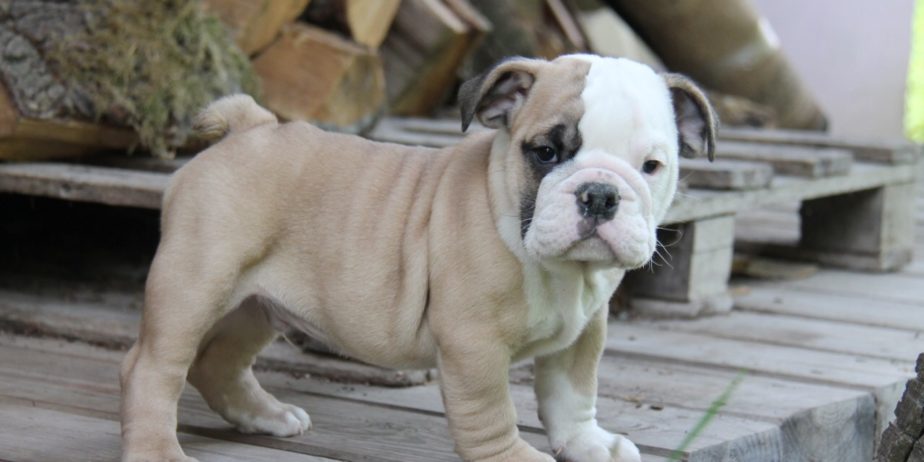 Bulldog inglesi disponibili