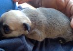 Vendo chihuahua-carlino