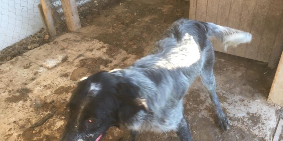 REGALO cuccioli di cane setter pointer maremmano