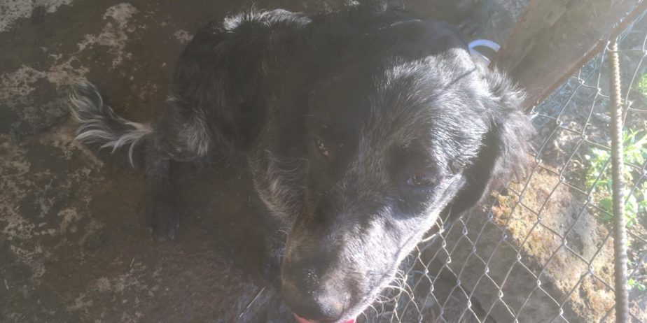 REGALO cuccioli di cane setter pointer maremmano