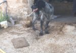 REGALO cuccioli di cane setter pointer maremmano