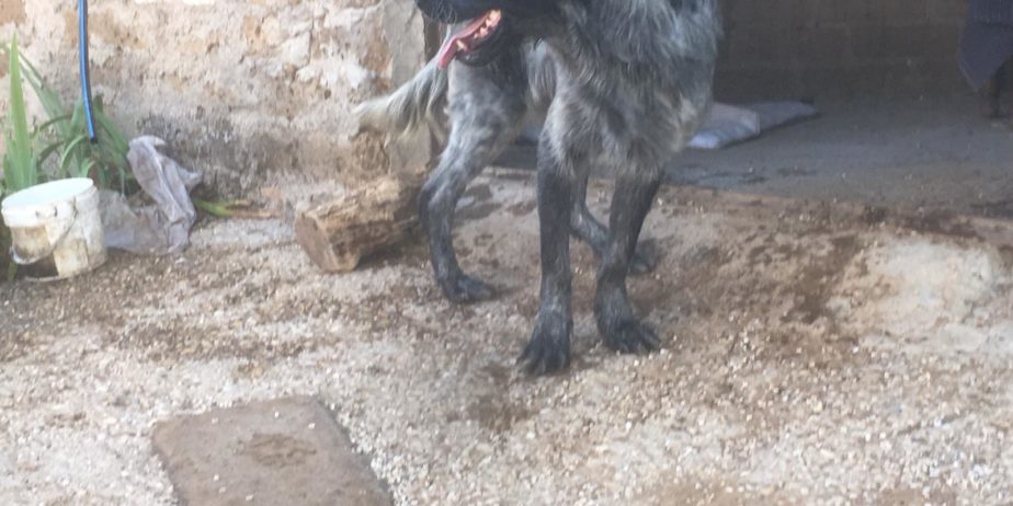 REGALO cuccioli di cane setter pointer maremmano