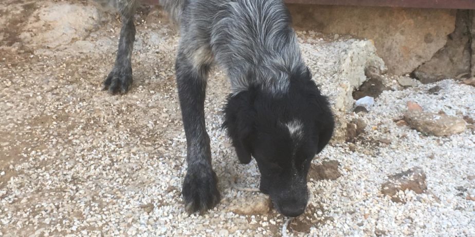 REGALO cuccioli di cane setter pointer maremmano