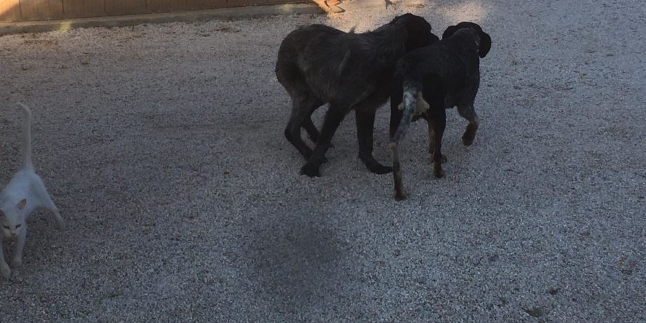 REGALO cuccioli di cane setter pointer maremmano