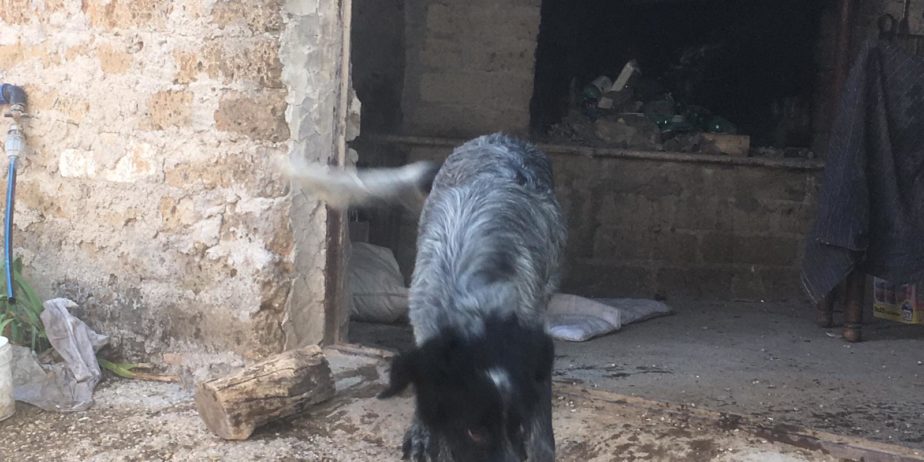 REGALO cuccioli di cane setter pointer maremmano