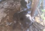 REGALO cuccioli di cane setter pointer maremmano