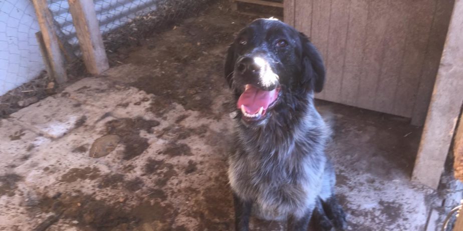 REGALO cuccioli di cane setter pointer maremmano