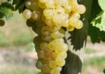 Uva da vino bianco