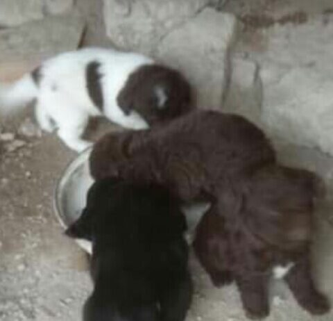 Cuccioli Lagotto spinone