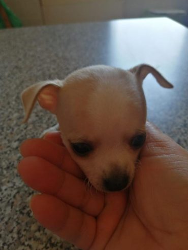 Cucciolo chiuahua