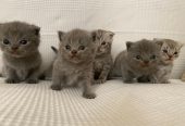 Cuccioli gatti Scottish Fold e Stright