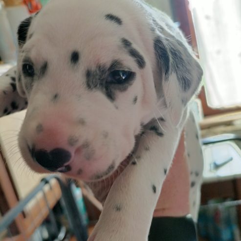 Cuccioli di Dalmata ♥️