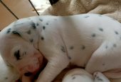 Cuccioli di Dalmata ♥️