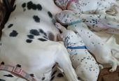 Cuccioli di Dalmata ♥️