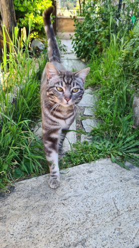 Regalo gattini in cerca di una casa.