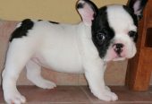 Bellissimi cuccioli di bulldog francese