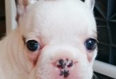 Bellissimi cuccioli di bulldog francese