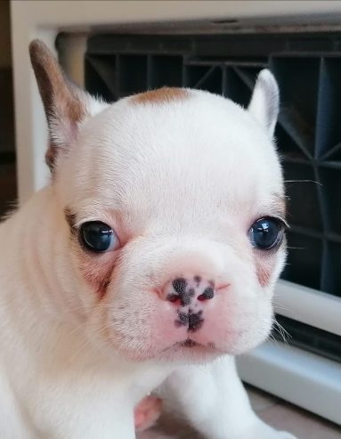 Bellissimi cuccioli di bulldog francese