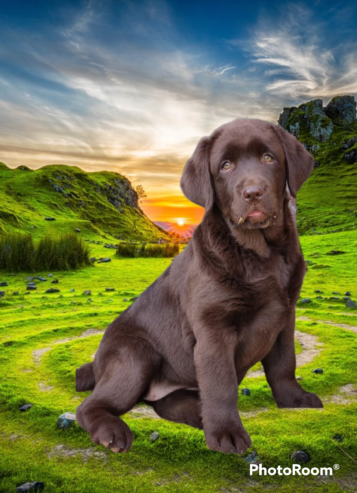 Labrador cioccolato pedigree