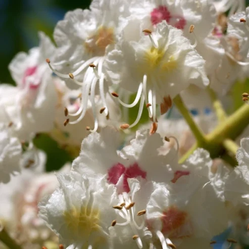 Ritrova il tuo benessere con i fiori di Bach