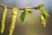 Ritrova il tuo benessere con i fiori di Bach