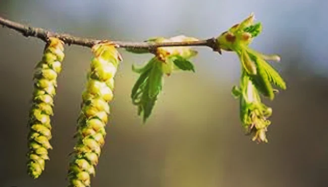 Ritrova il tuo benessere con i fiori di Bach