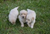 Golden Retriever Cuccioli