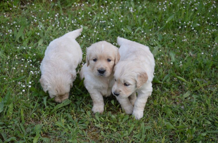 Golden Retriever Cuccioli