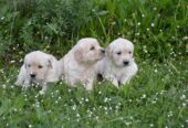 Golden Retriever Cuccioli