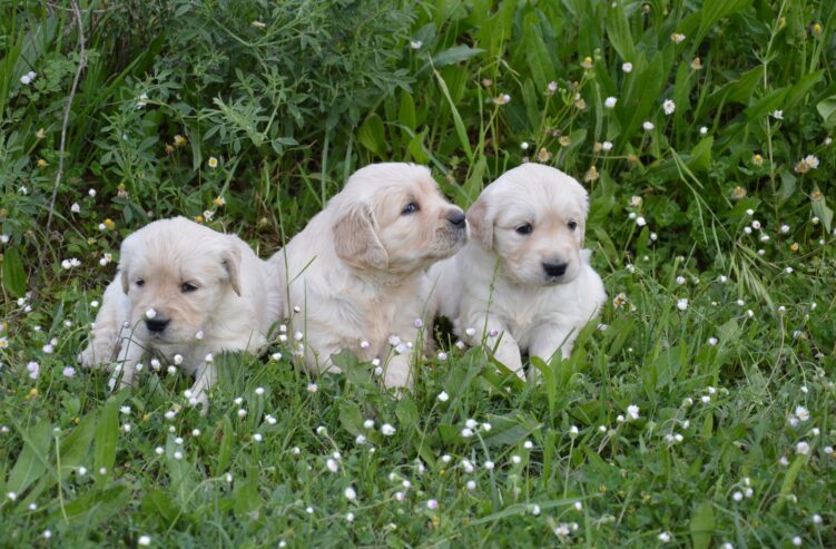 Golden Retriever Cuccioli