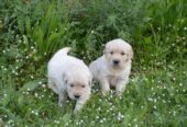 Golden Retriever Cuccioli