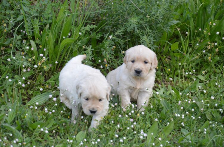 Golden Retriever Cuccioli