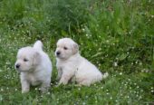 Golden Retriever Cuccioli