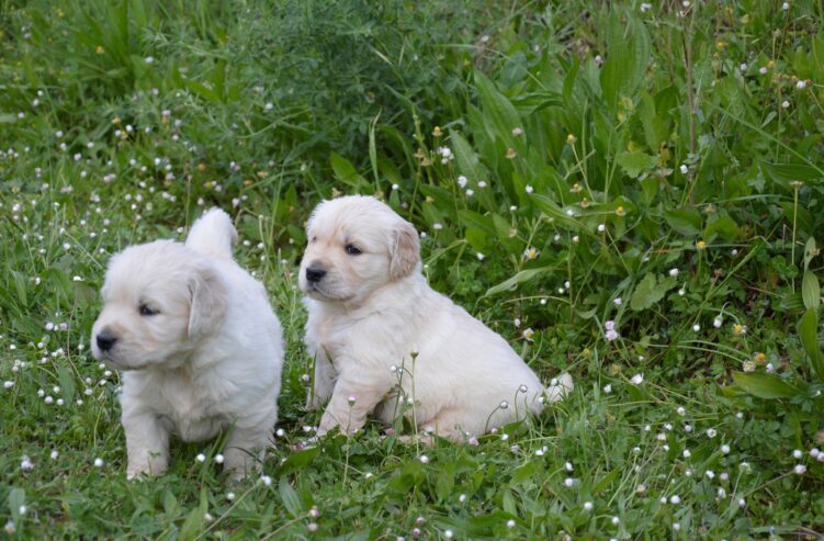 Golden Retriever Cuccioli