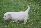 Golden Retriever Cuccioli