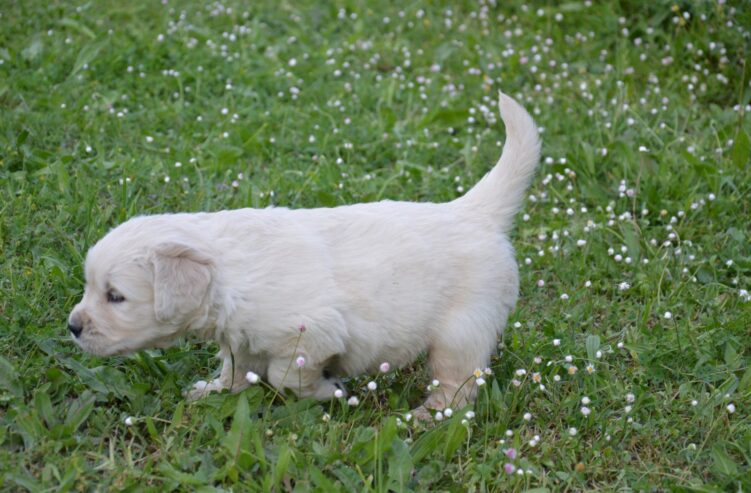 Golden Retriever Cuccioli