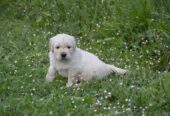 Golden Retriever Cuccioli