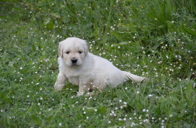 Golden Retriever Cuccioli