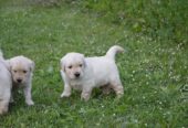 Golden Retriever Cuccioli