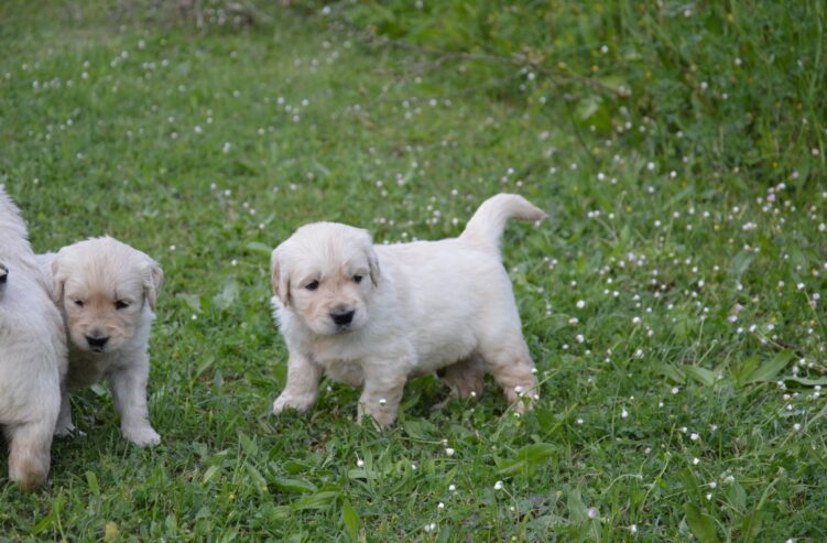 Golden Retriever Cuccioli