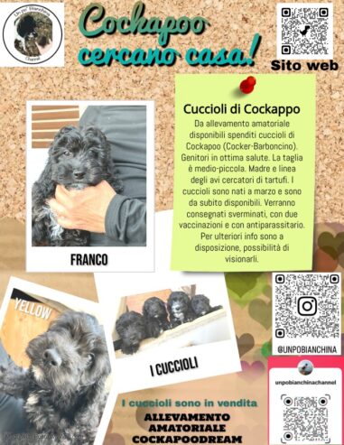 Cuccioli di Cockapoo (Cocker-Barboncino)