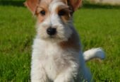 Jack Russell Terrier -Cuccioli Selezionati