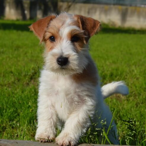 Jack Russell Terrier -Cuccioli Selezionati