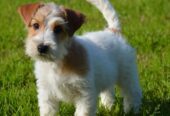 Jack Russell Terrier -Cuccioli Selezionati