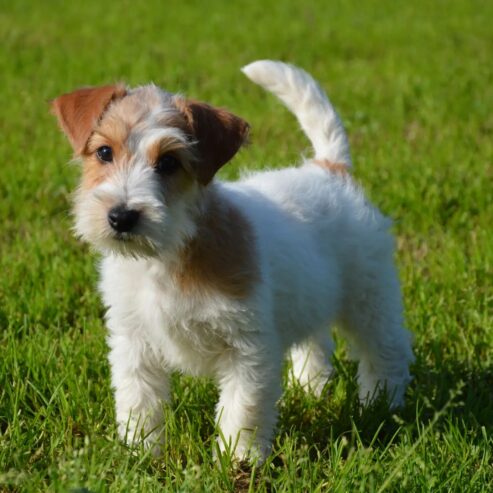 Jack Russell Terrier -Cuccioli Selezionati