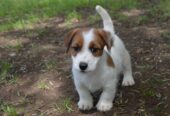 Jack Russell Terrier -Cuccioli Selezionati